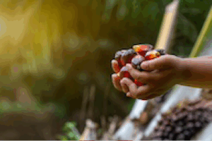 The Hidden Dangers of Palm Oil in Your Soap.