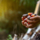 The Hidden Dangers of Palm Oil in Your Soap.